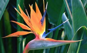 bird of paradise most beautiful flowers in the world